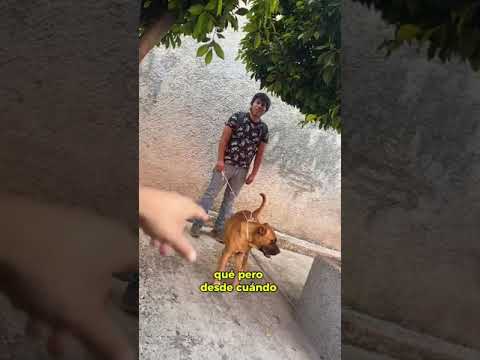 Mi perro 😂