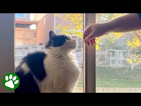 Stray Cat Refused To Be Touched – Now He Begs for Pets