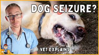 The Real Reason Dogs Have Seizures (most owners miss)