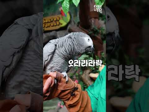 사람보다 말 잘하는 앵무새 랄라🦜│#shorts #앵무새의날