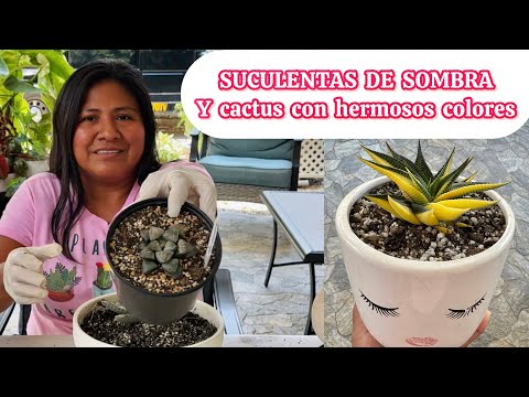 SUCULENTAS DE SOMBRA Y cactus con hermosos colores