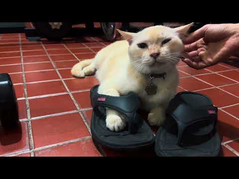 Cat wants to wear human slipper