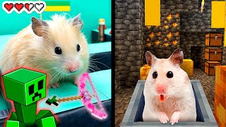 Hamster on a Crazy Roller Coaster in Minecraft VR – Searching for Gold Maze!