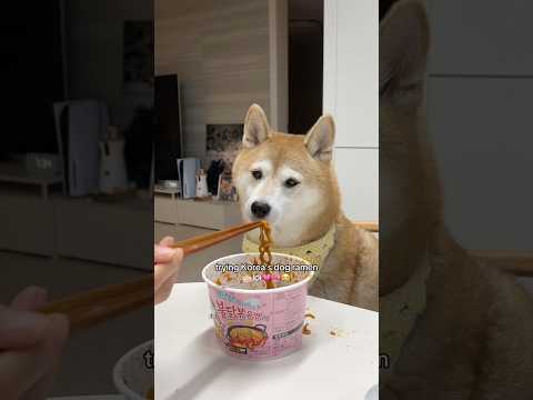 OMG Korea has dog ramen๐ฐ๐ท๐ณ