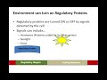 Understanding Skin Color Genetics