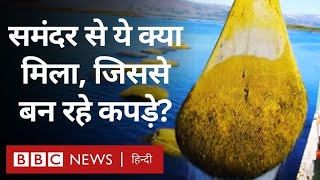 Sea and Cloths: समंदर में मिलने वाले Seaweed से बन रहे कपड़े क्यों हैं ख़ास? (BBC Hindi)