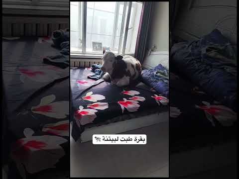 بقرة طبت لبيتنة 🐄🔥😭