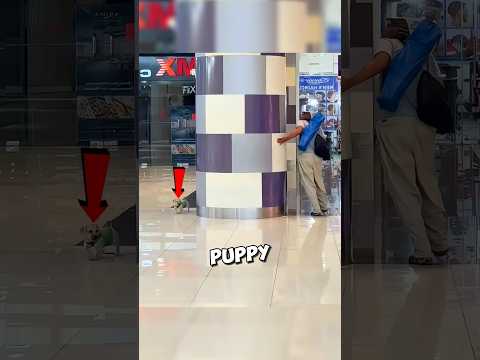 Can This Puppy Outsmart His Owner?