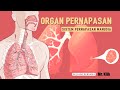 Sistem Pernapasan Manusia