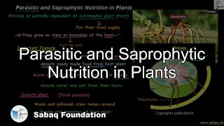 Parasitic and Saprophytic Nutrition in Plants