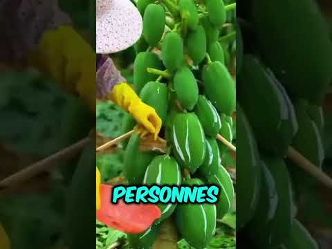 Pkw Les Gens Cultivent Le Papaye
