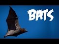 Bats: Behavior and Ecology