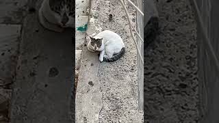 بدأت قناة "حيوانات عجيبه" بثًا مباشرًا