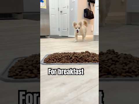 Busy morning pt. 2 #dogshorts #puppy #viral  #dogsofyoutube