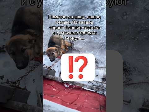 город Славянск #помощьбездомным #собака