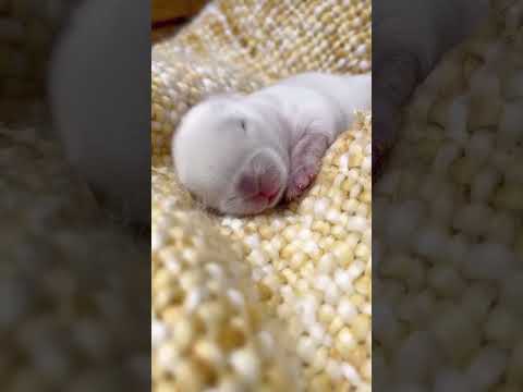 Cute rabbit #rescue #rescueanimals #animals #animalsoftiktok #rabbit