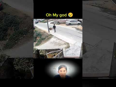 Oh My god, dog videos #dog #animals #shortvideo #short