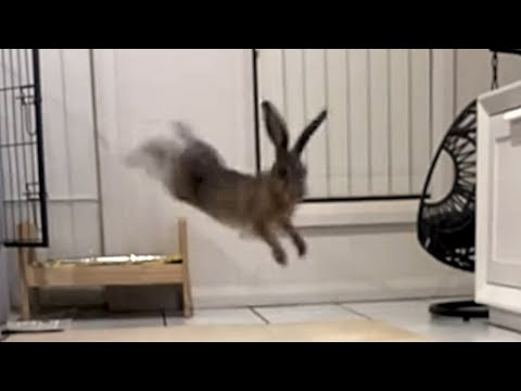Rescue hare's unbelievable reaction when he finds a home