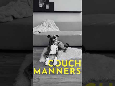 How to teach your dog to stay off the furniture #puppytraining #dogcoach