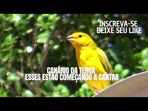 Canário da terra estão começando a cantar 28/11/2024   378