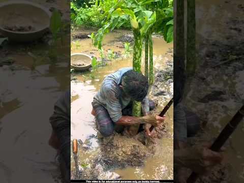 This is called Sudan grass cultivation 😯l #shorts #sudan