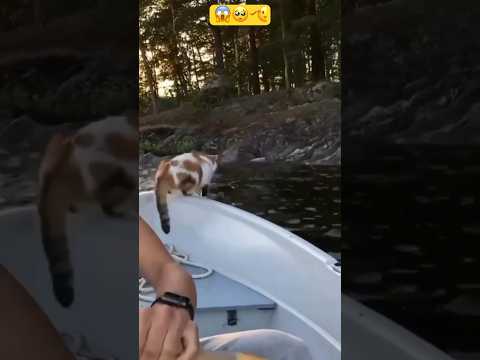 OMG! That's so shocking? || Great Cat?