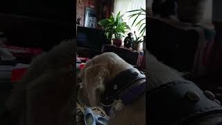 spier dont like singing...Does your pet have a funny reaction to singing too?"