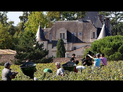 YouTube video thumbnail: France's Vineyards Begin 2025 Harvest Early After hot Temperatures