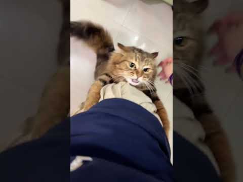 Clingy cat