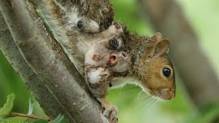 Giant Cuterebra Removed From Poor Squirrel's Neck (Part 4)