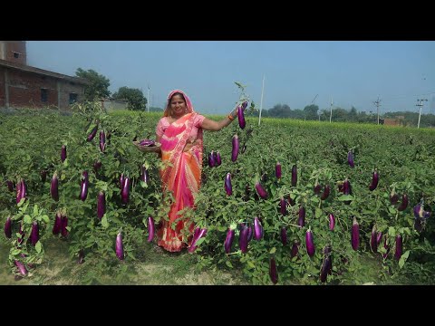 छोटे बैंगन की कलौंजी बनाने का आसान तरीका || Baigan Ki Kalounji| || Bharwa Baingan recipe