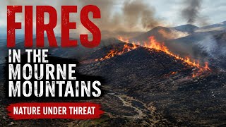 I Hiked Into The Burned Mournes… This Was Hard To See