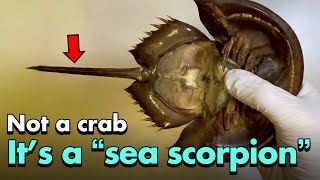 The Shocking True Identity of Horseshoe Crabs That 95% of People Don’t Know (Not Crustaceans!)