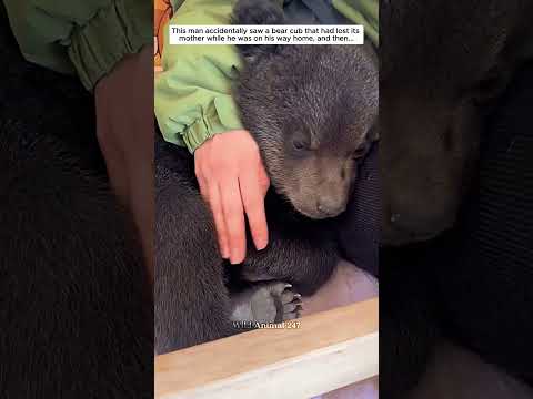 This man accidentally saw a bear cub that had lost its mother and then #bear #babybear #short