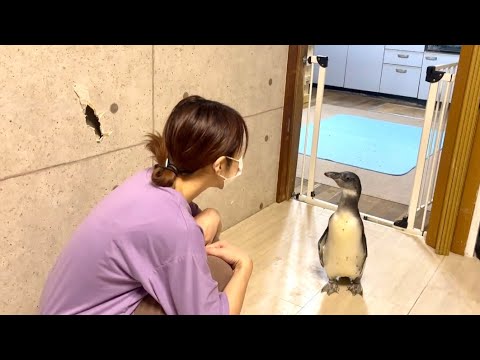 ペンギンと暮らすという事は毎日追いかけられるという事。