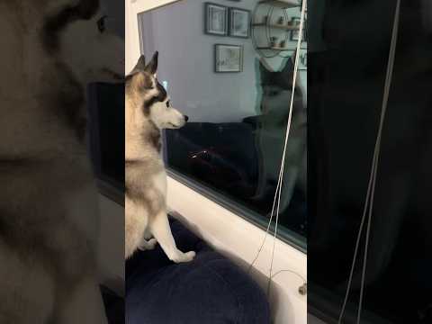 ¡Sapphie la Pomsky se queda sola en casa! 🐾🏠😄
