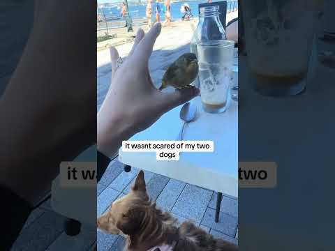 She Was Crying on Her Birthday Then a Bird Did Something Beautiful