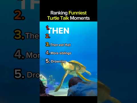 Ranking Funniest Turtle Talk Moments Part 2