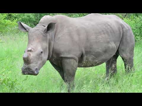 Crash of White Rhino what a special sighting we had with these rhinos @pksafaris