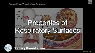 Properties of Respiratory Surfaces