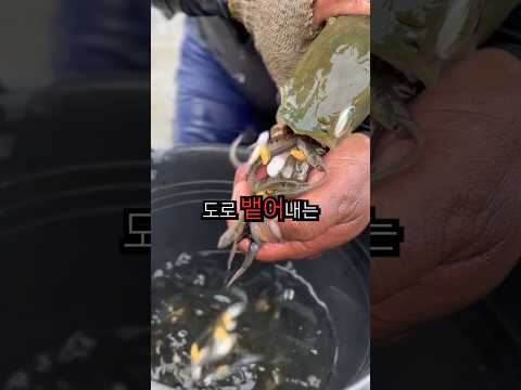 배가고파도 먹질 못하는 물고기