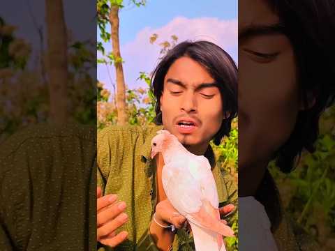 কাটুস আমার বন্ধুত্ব🕊️❤️#animals#love#নাসিমভাই কবুতর #pigeons#kabutar #SORT#short#পাইরা#shorthistory