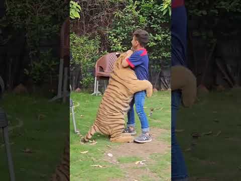 In Style Of My Mamu (Nouman Hassan)  Azan Butt Tiger #youtubeshorts #tiger