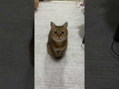 仕事に行く前にちょこんと居座り通せんぼする猫 #shorts