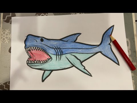 Color a picture of a shark with its mouth open