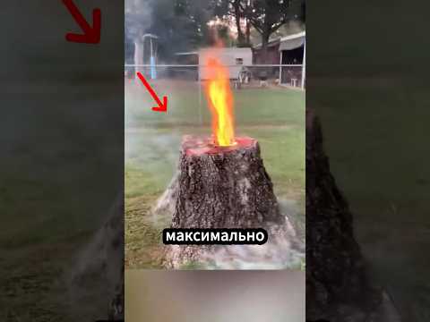 Как в Европе удаляют пни без вреда для участка? 🛠️🌱