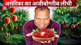Rambutan लीची - This Hairy Fruit Surprised Me! @APNAAMERICA