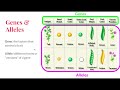 Genetics Concepts and Terminology