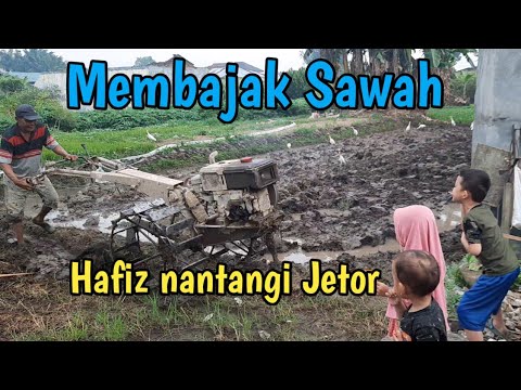 Hafiz dan hafizah melihat kakek membajak sawah