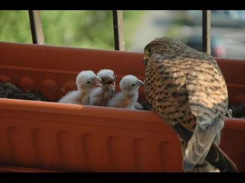 Feeding a little Kestrel 2 / Krmení malé poštolky 2 - YouTube(17分34秒)